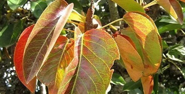 Почему краснеет дерево. Листья груши коричневеют. Побурение листьев груши. Коричневые листья на груше. Груша с красными листьями.