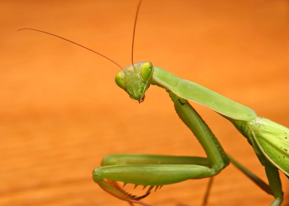 Богомол Имаго. Богомол Pseudempusa pinnapavonis. Рацион Богомолов. Богомол домашний.