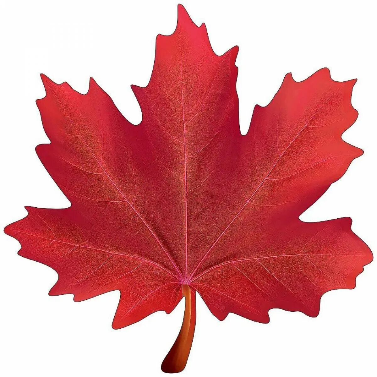 Листья картинки для детей. Красный кленовый лист. Красный кленовый листик. Кленовый лист 15 на 15. Осенние листочки.