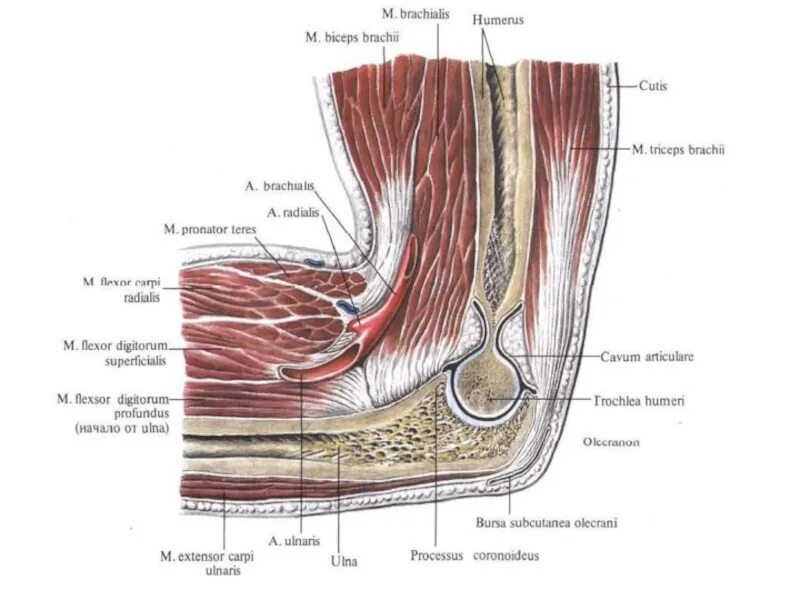 Связки локтя. Локтевой сустав строение связки мышцы. Связочный аппарат локтевого сустава анатомия. Мышцы локтевого сустава анатомия и связки. Строение сухожилий локтевого сустава.