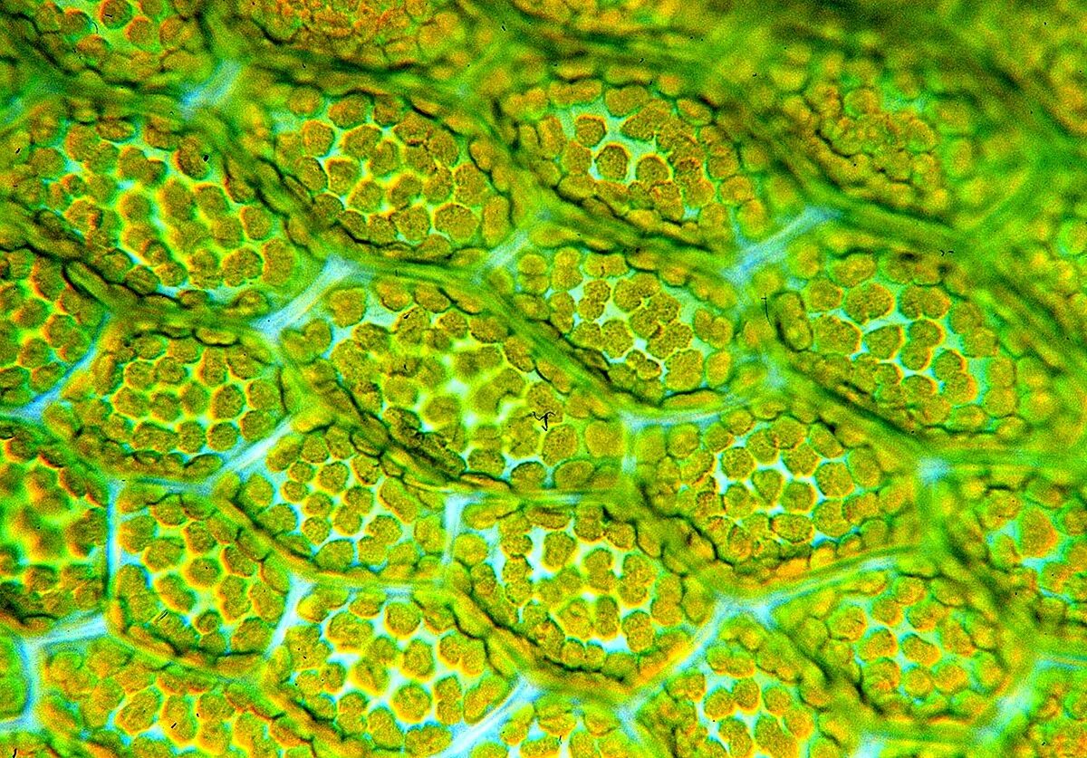 Отсутствие хлоропластов. Фотосинтезирующая ткань хлоропласты. Фотосинтезирующая ткань в растительной клетке. Хлоропласт микрофотография. Хромопласт микрофотография.