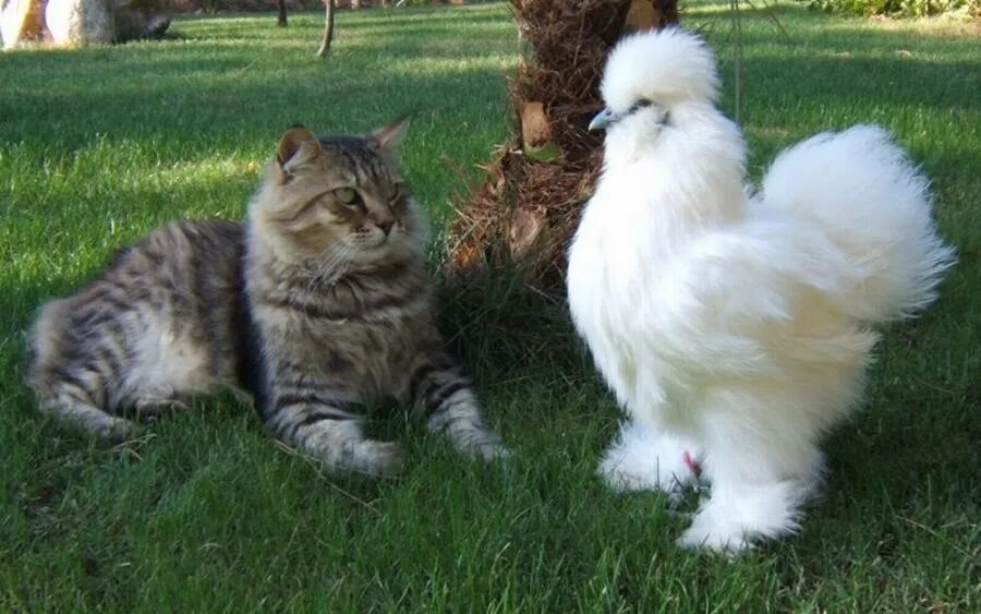 Кура кошка. Котики и курицы. Кот и куры. Котик и Курочка. Кот дружит с курицей.