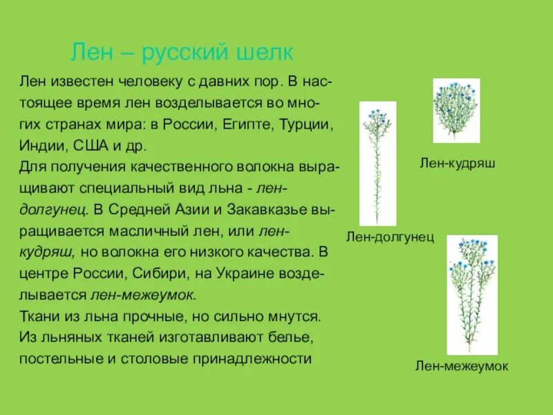 Лен масличный. Лен долгунец. Лен время. Лен масличный сорт северный. Лен уборка на семя.