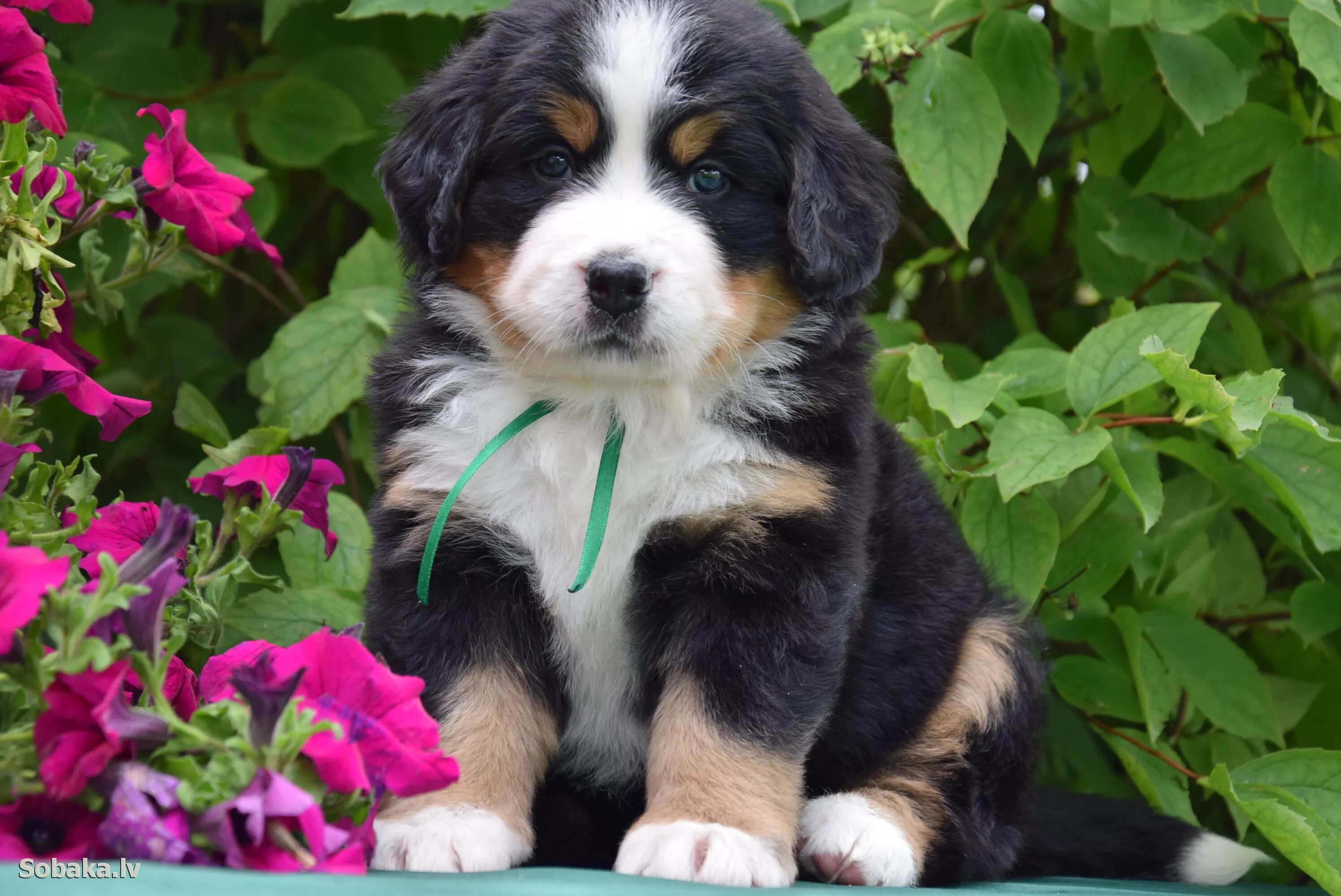 бернская овчарка и бернский зенненхунд. пиренейский зенненхунд. собака бернский зенненхунд. щенков бернского. пиренейский зенненхунд.