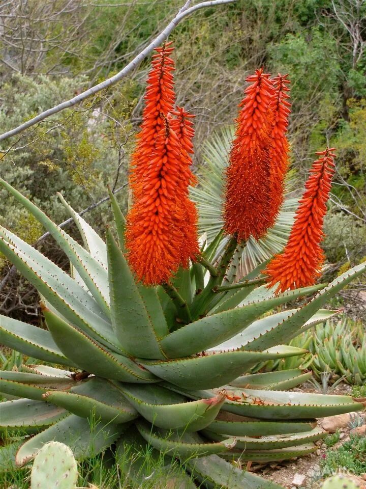 Алоэ древовидное (Aloe arborescens). Алоэ столетник цветение. Столетник и Агава. Цветущий столетник