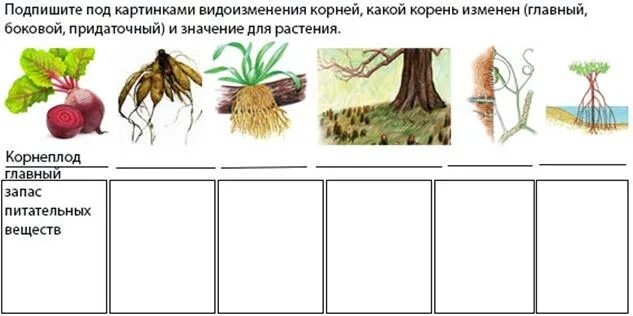 Изменять какой корень