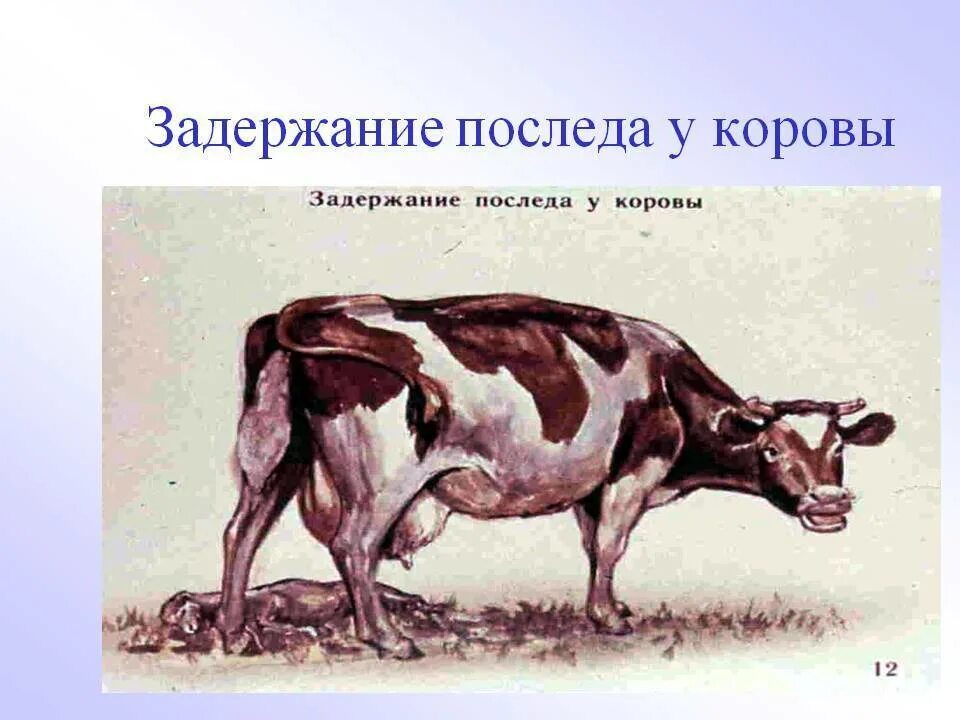 Бруцеллез КРС симптомы. Эндометрит крупного рогатого скота. Послеродовой эндометрит КРС.