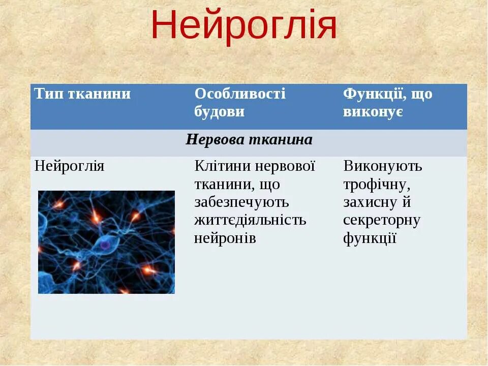 Функции вспомогательных клеток
