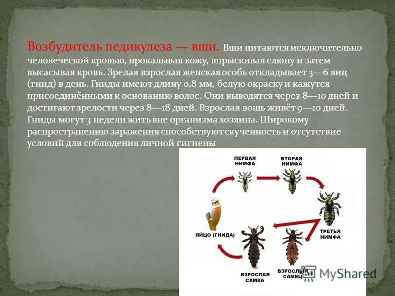 Вши текст. Вшей в единственном числе. Вши текст. Головная вошь строение. Презентация про вшей.