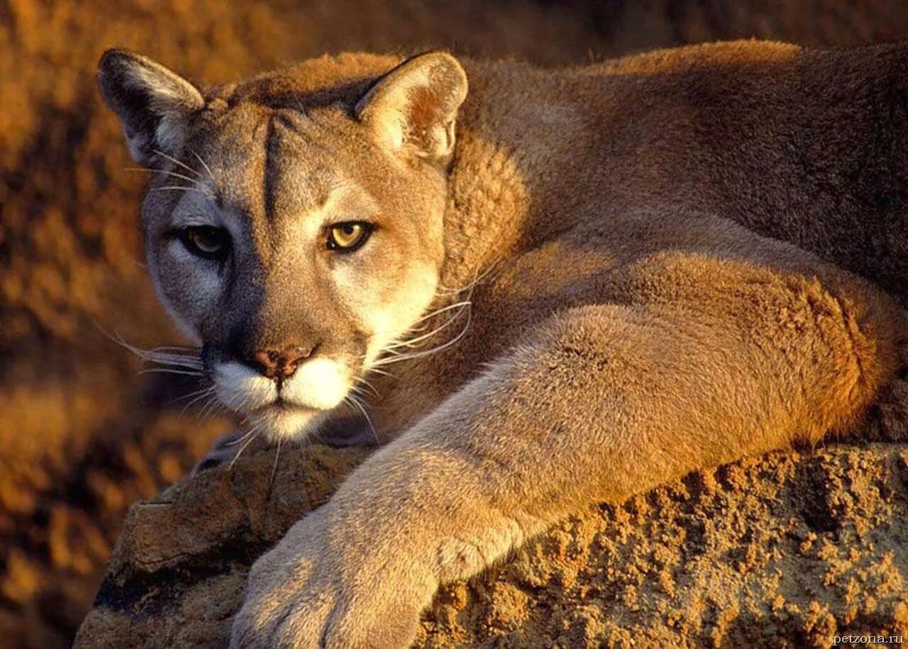 Пума горный лев. Намир животное. Флоридская пума красная. Намир животное. Тасманийский волк (тилацин).