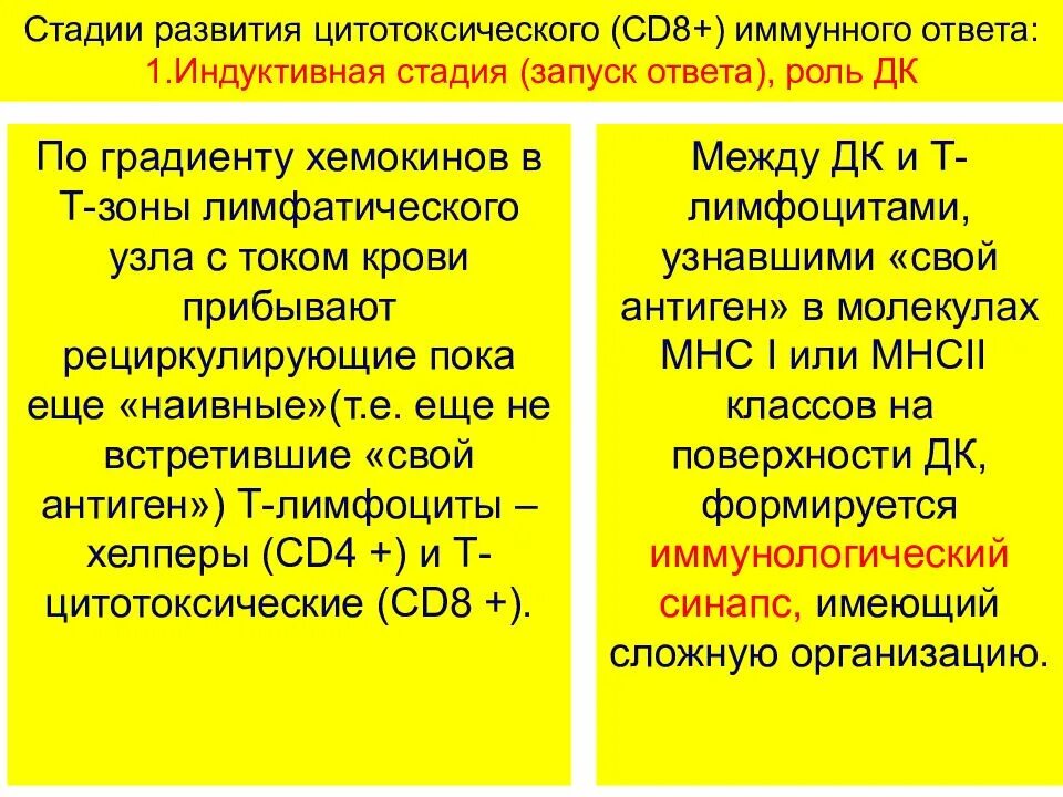 Цитотоксический иммунный ответ. Индуктивная фаза иммунного ответа. Индуктивная стадия иммунного ответа. Индуктивная и продуктивная фаза иммунного ответа. Цитотоксический клеточный иммунный ответ.