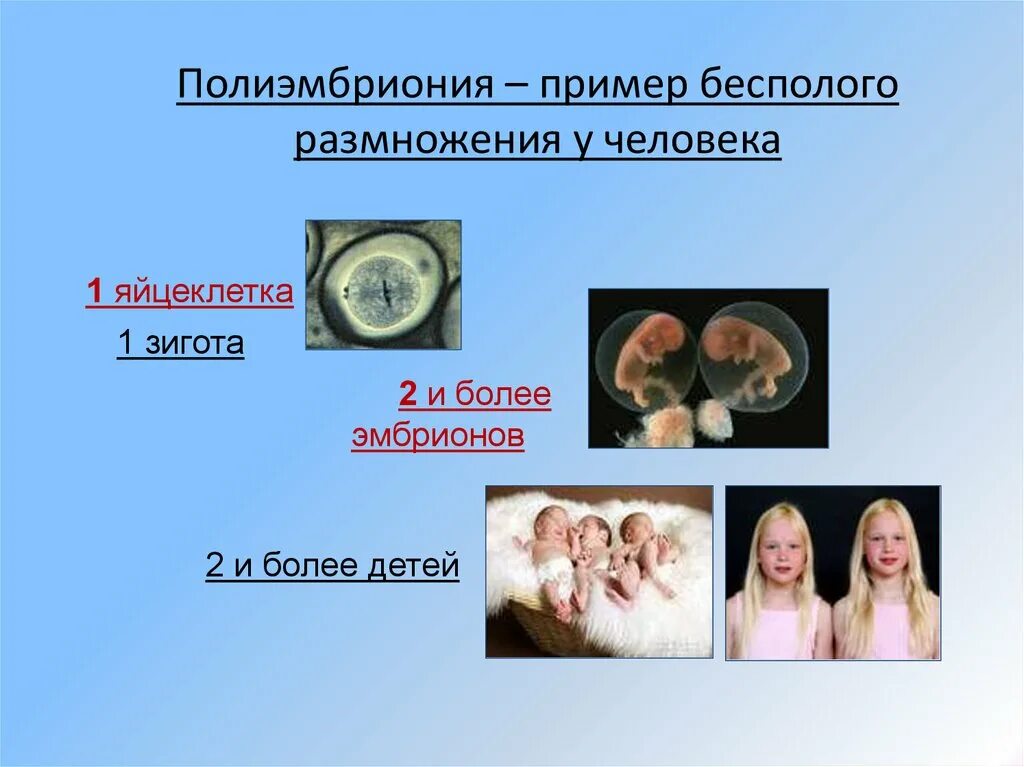 Полиэмбриония. Полиэмбриония размножение. Полиэмбриония бесполое. Полиэмбриония у человека.