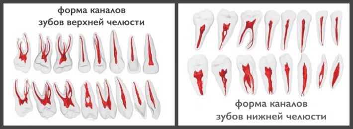 Сколько каналов у 6 зуба снизу. Каналы 7 зуба верхней челюсти. Анатомия каналов зубов нижней челюсти. Анатомия корневых каналов верхней челюсти 24 зуб.