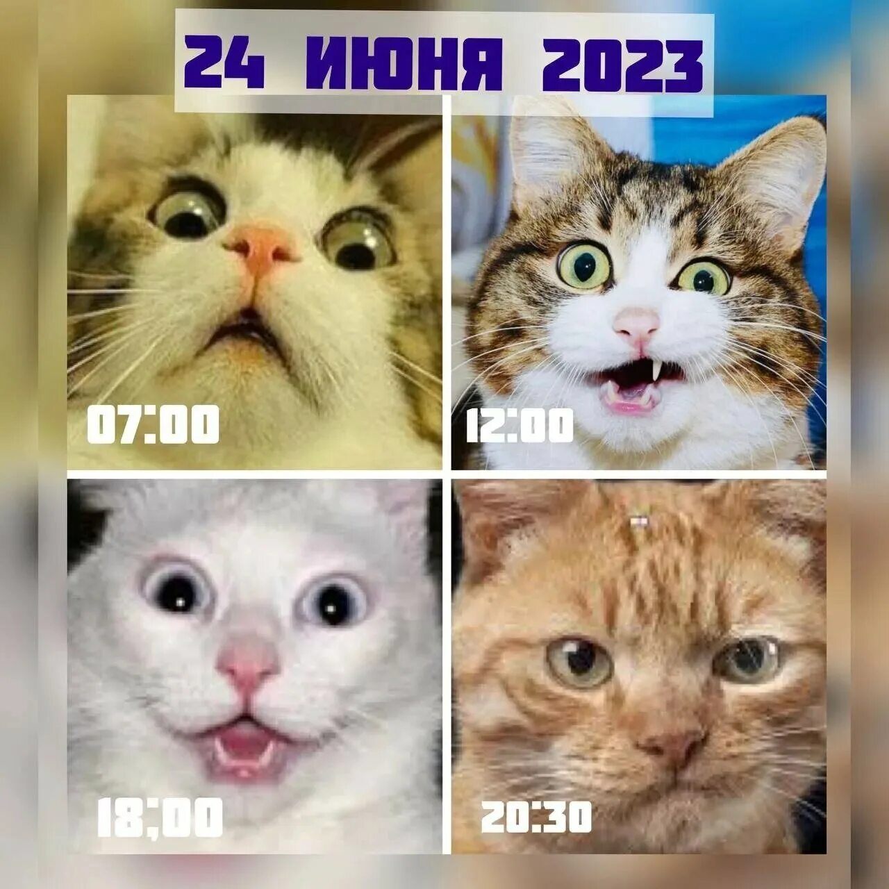 16 июня 2023 год. Коты мемы. Кот Мем. Покажи котов. Покажи картинки с котиками.