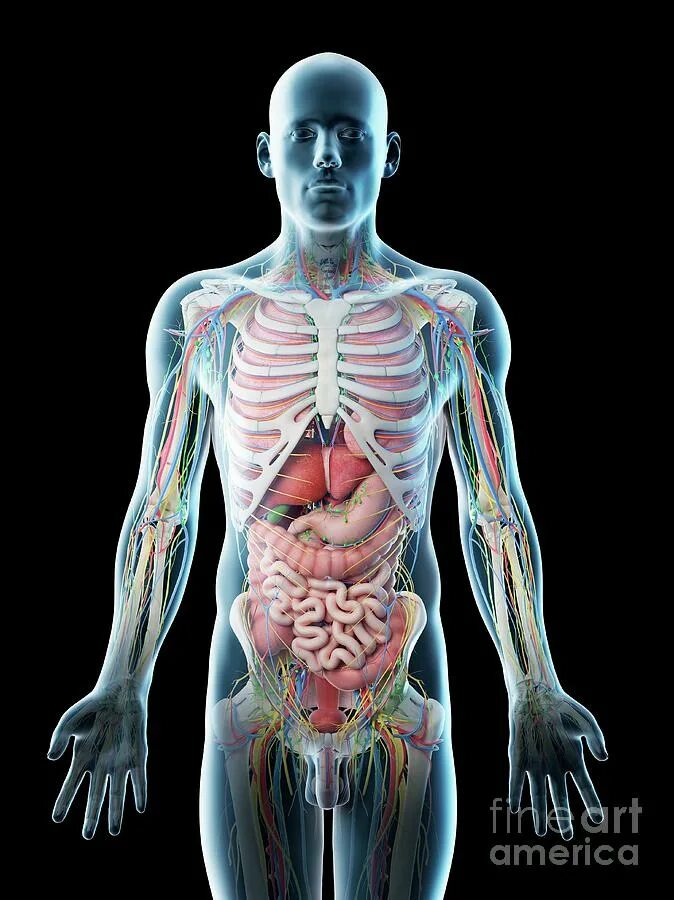 Схема наружного строения человека вид спереди. Женский мозг. Как устроены мужчины. Анатомия человека атлас скелет и мышцы. Мозг женщины.