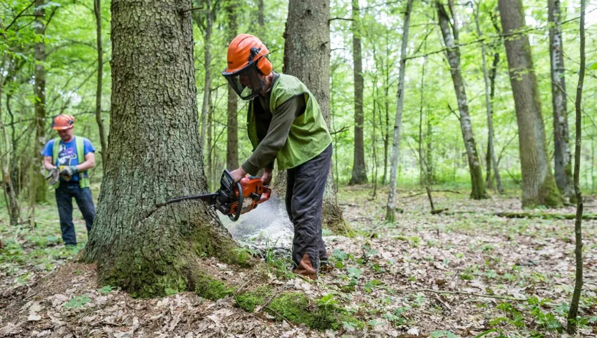 Cut down plant. Защита лесов. Инженер лесного хозяйства. Хозяйство в лесу. Форест добыча дерева.