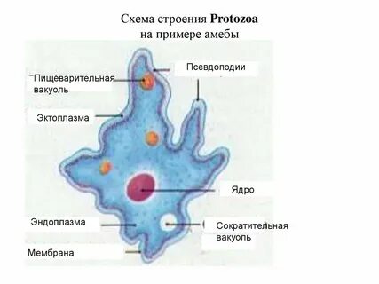 Органоиды амебы протея