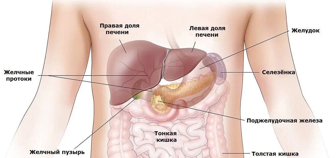 Анатомия желудка и поджелудочной железы. Печень и поджелудочная железа анатомия. Анатомия селезенки и поджелудочной железы. Селезенка расположение в организме. В каком боку печень