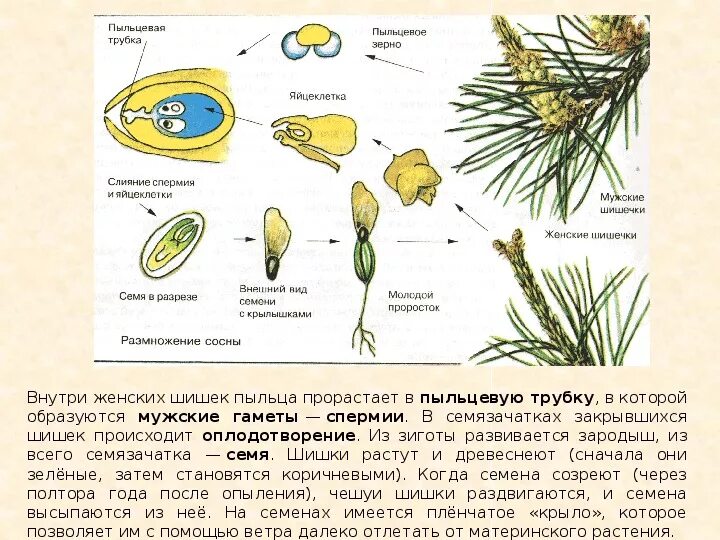 Как происходит опыление и оплодотворение у голосеменных. Пыльцевая трубка у голосеменных. схема пыльцевого зерна сосны. пыльцевое зерно сосны обыкновенной. строение пыльцевого зерна сосны обыкновенной.