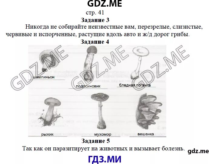 Задания по биологии 5 класс. Задачи по биологии 5 класс. Биология 5 класс задания. Легкие задания по биологии 5 класс. Биология 5 класс базовый уровень ответы