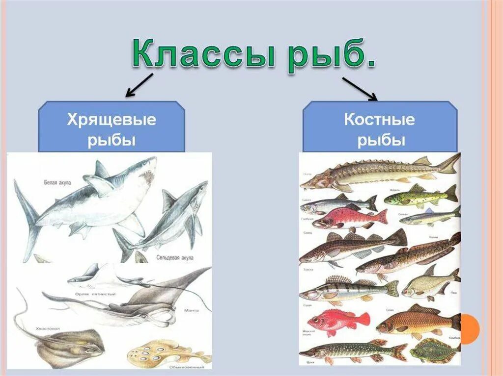 Три примера хрящевых рыб. Классы рыб. Класс рыбы представители. Класс костные рыбы. Классы костных рыб.