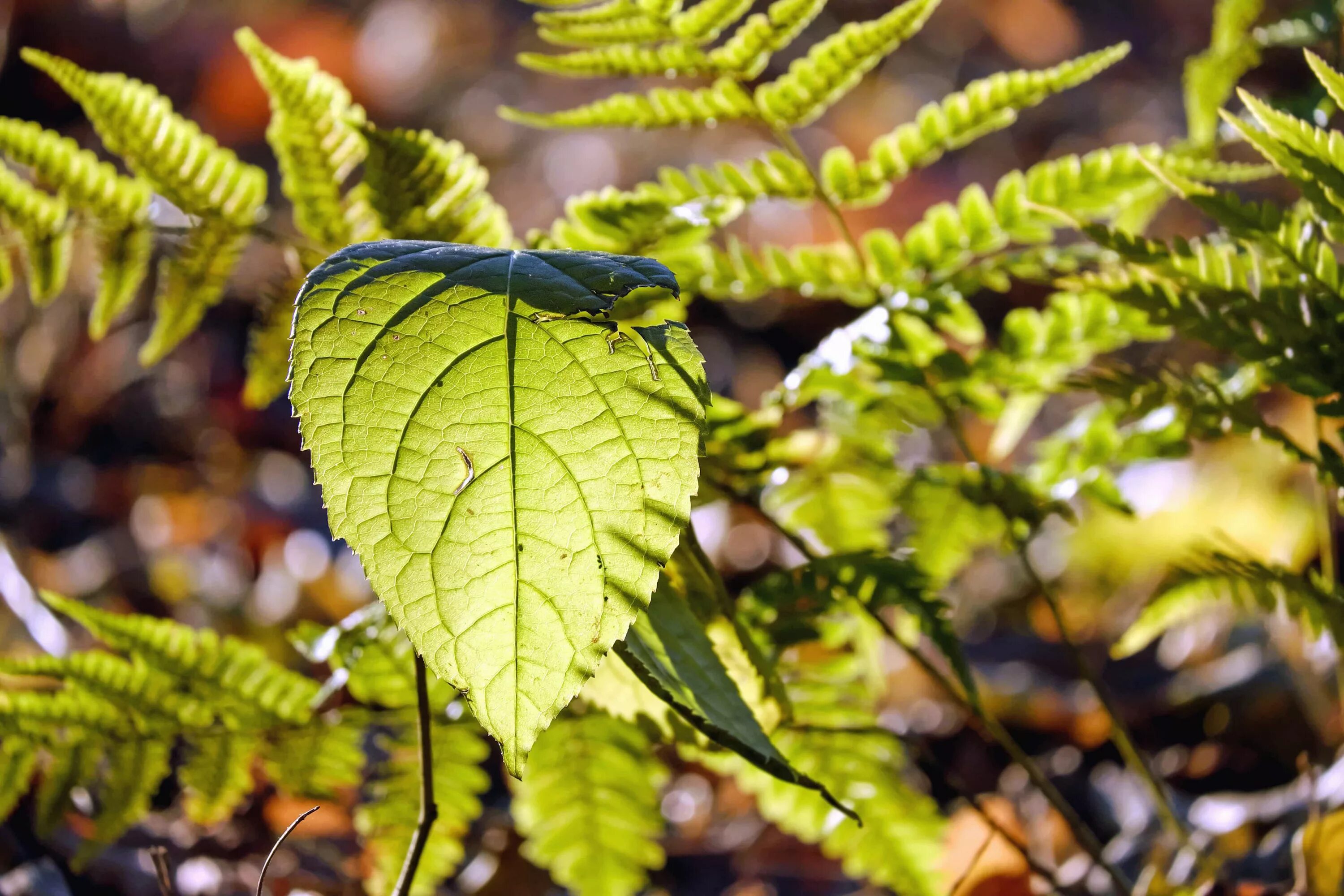 Leaves on the back. Листья растений. Необычные листья. Зеленый лист. Красивые зеленые листья.