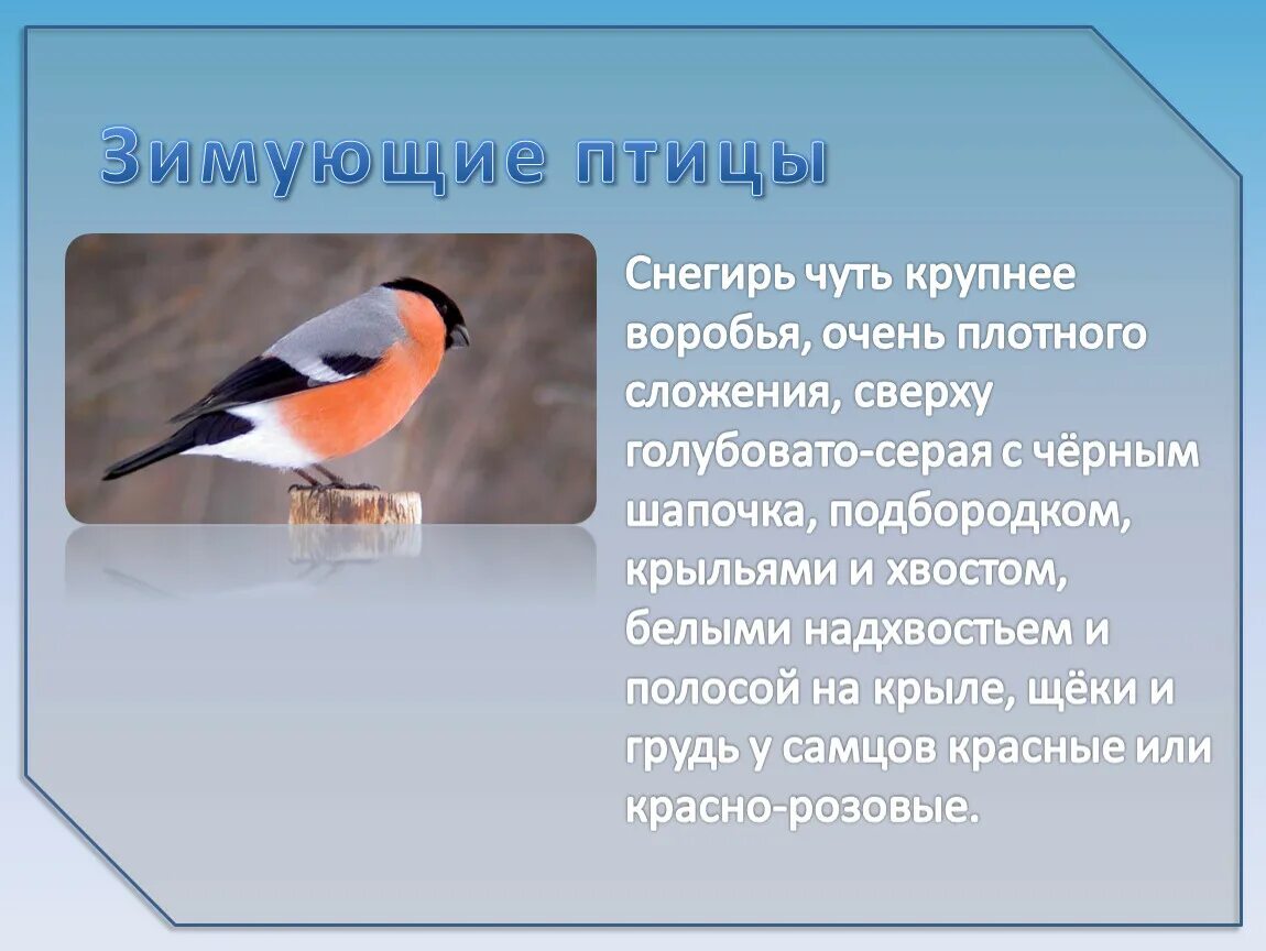 Снегирь птица. Описание птиц. Зимующие птицы. Описание снегиря. Особенности птицы снегирь