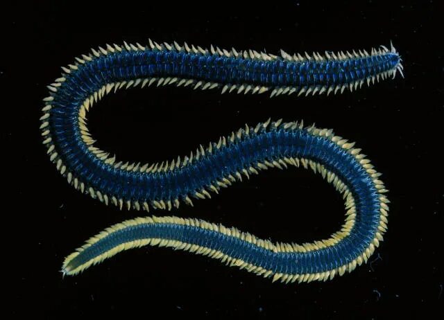 Древний кольчатый червь. Многощетинковые черви полихеты. Морские многощетинковые черви. Кольчатые черви полихеты. Многощетинковые черви полихеты нереис.