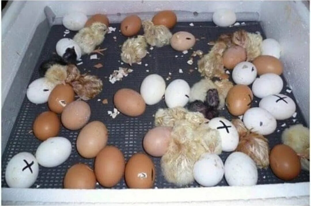 Сколько цыпленок в яйце. Цыплята вылупляются в инкубаторе. Инкубации попугаев корелла. Инкубатор с яйцами и цыплятами. Инкубатор для яиц.