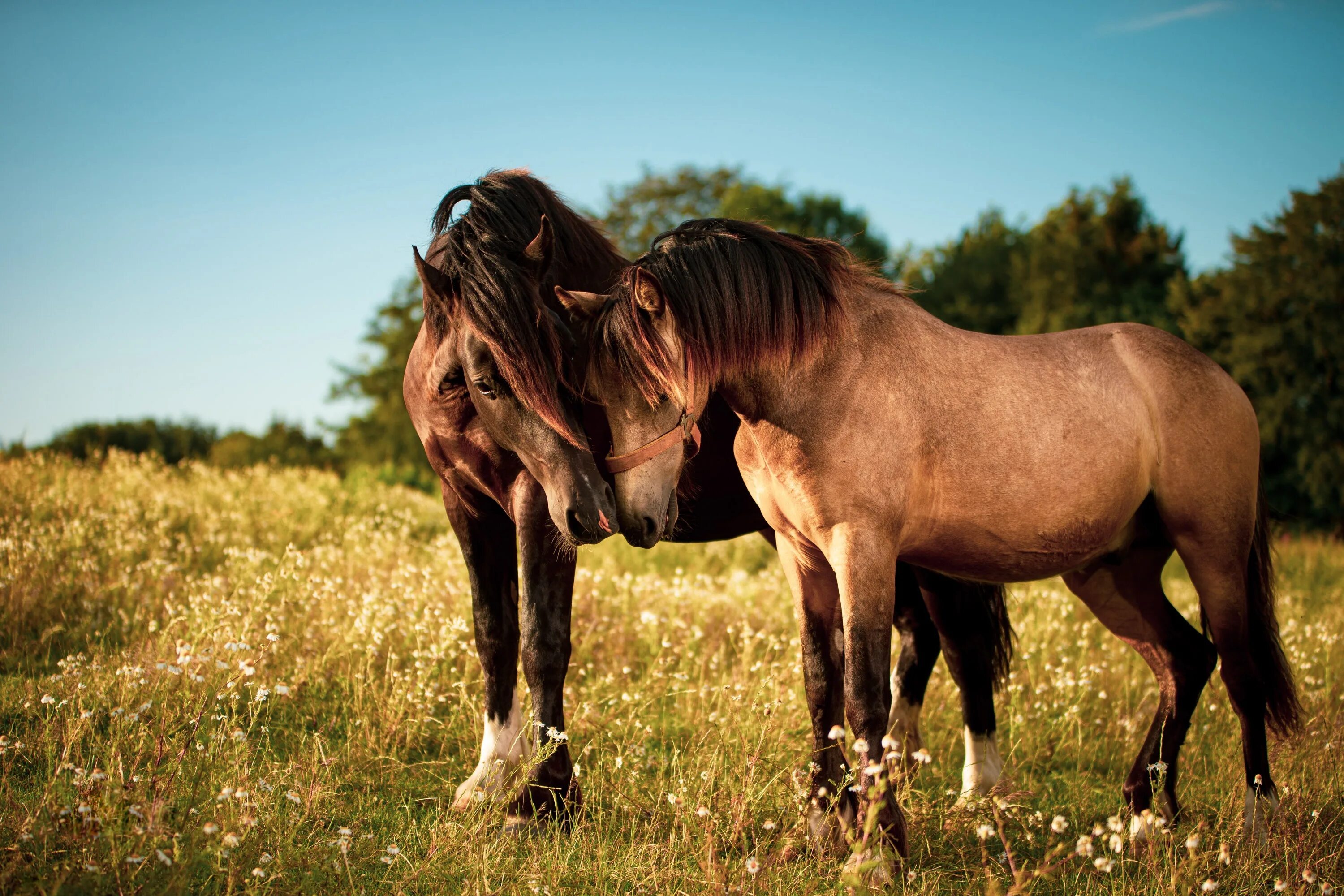 Two horse. Две лошади. Влюбленные лошади. Лошади на рабочий стол. Красивые лошади.