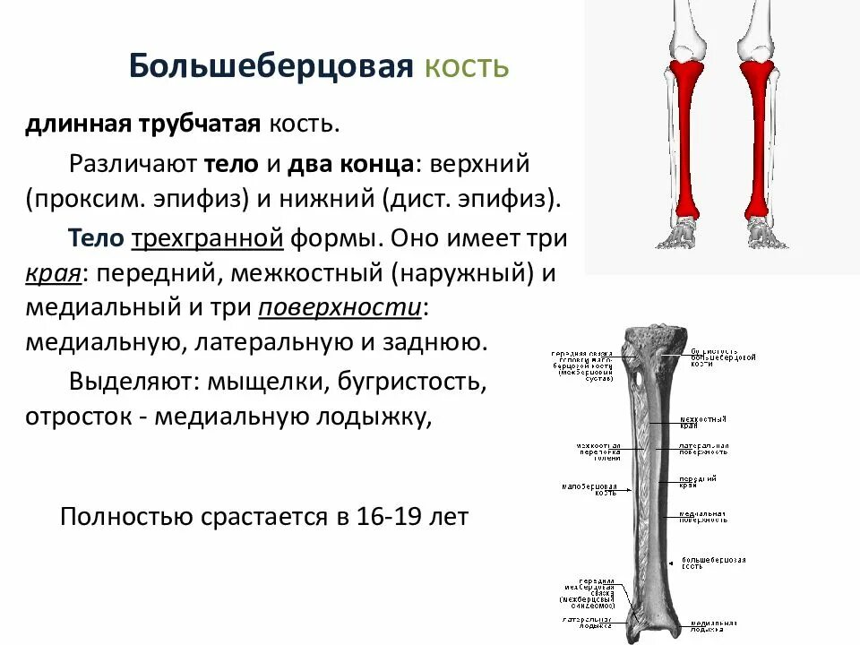Находится берцовая кость. Большая берцовая кость анатомия человека. Большая берцовая кость строение. Строение большой берцовой кости. Большеберцовая и малая берцовая кость.