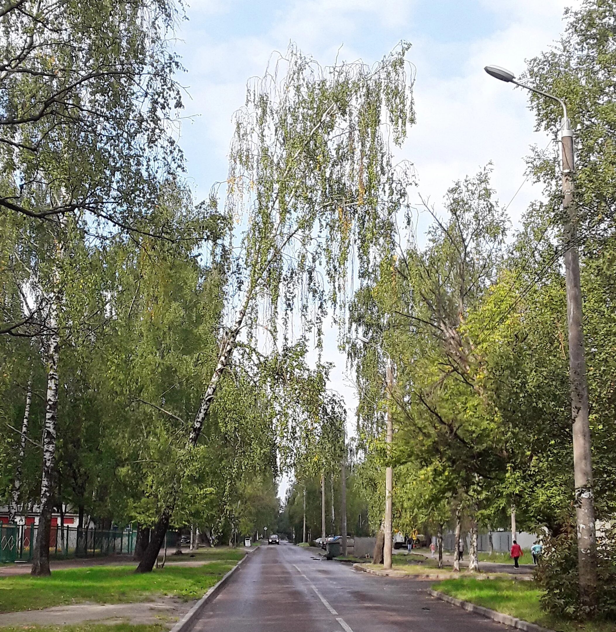 Общежитие в брянске бежицком районе. Улица Орловская Брянск Бежицкий район. Береза наклонилась. Береза пересечение. Столб Березка.