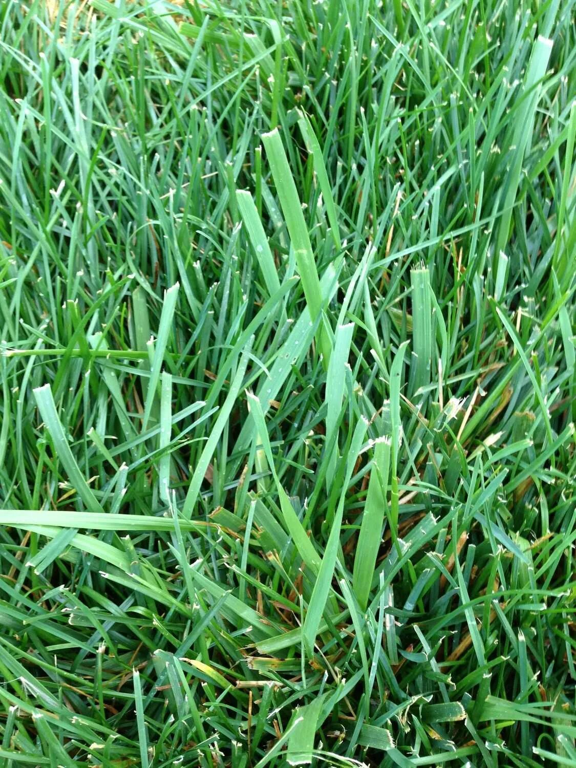 Газонная трава вытесняющая сорняки. Мятлик Луговой. Пырей и мятлик. Мятлик Луговой Геронимо. Пырей на газоне.