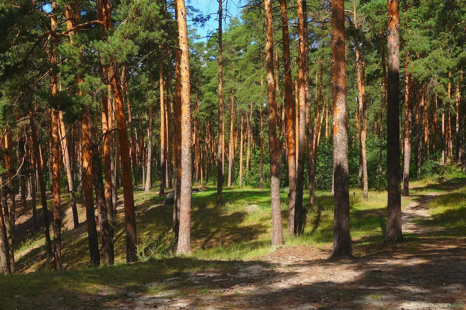 Московская область Сосновый Бор Сосновый Бор. Волкуша Лыткарино лес. Сосновый Бор в Подмосковье лес. Лес Сосновый Бор Марий Эл.