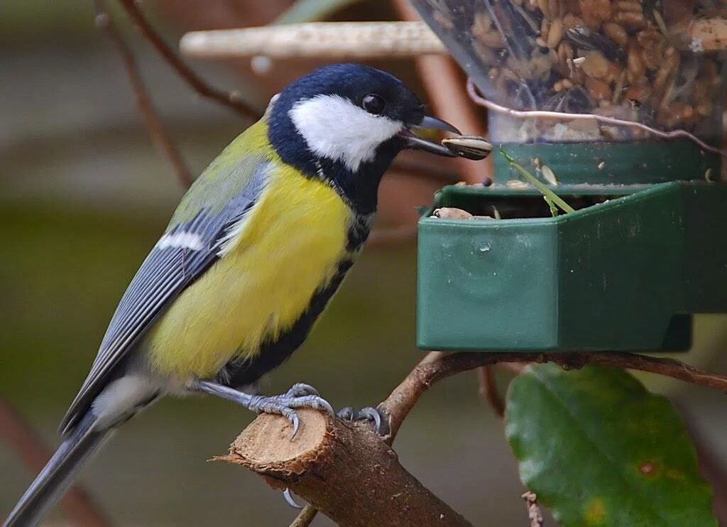 Большая синица Parus Major. Синица лазоревка местообитание. Большая синица ареал обитания. Синица Насекомоядные птица.