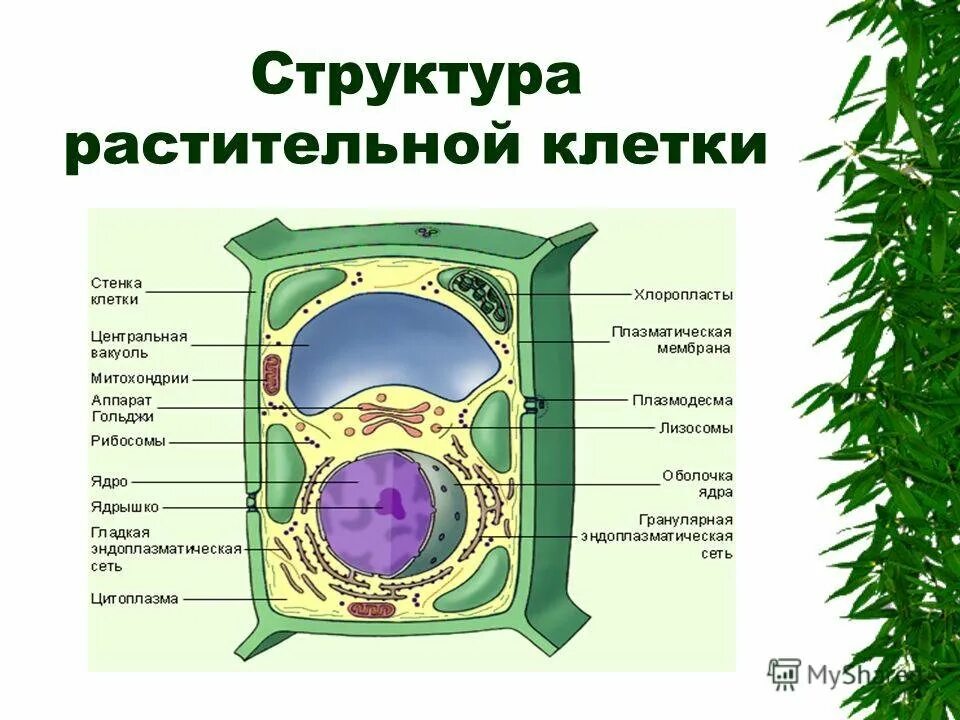 Строение клетки растения 6 класс биология строение и функции. Структура клетки 6 класс биология. Основные структурные компоненты растительной клетки. Строение и функции растительной клетки 5 класс биология.