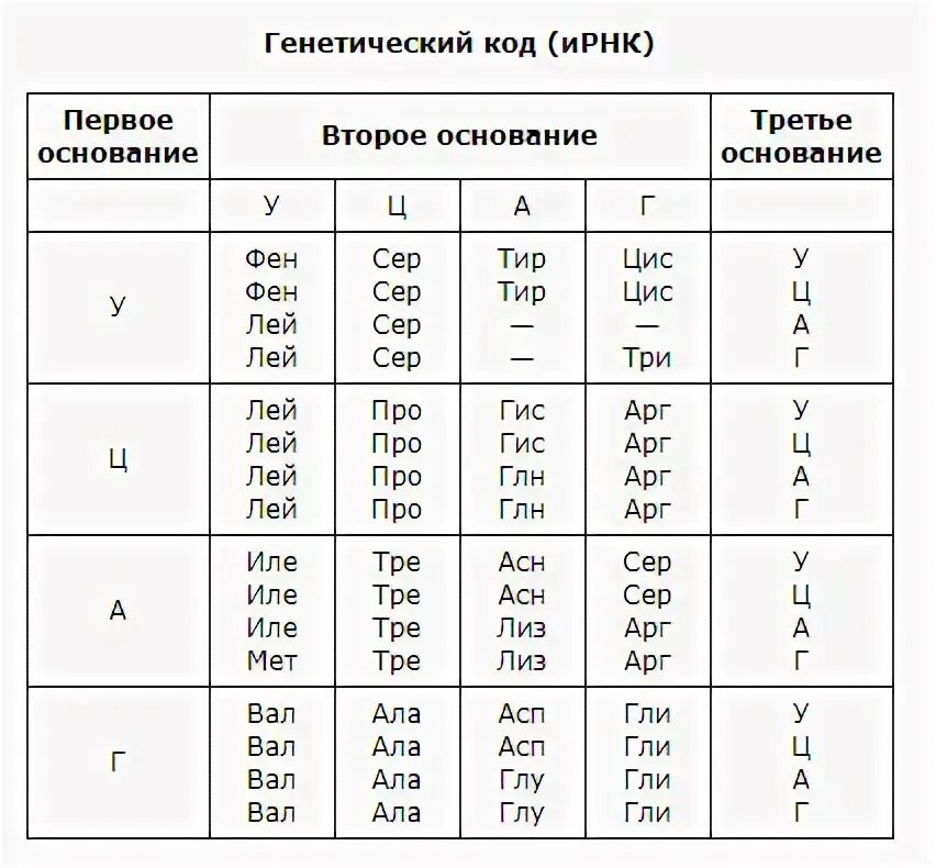 Ирнк. Количество нуклеотидов в аминокислоте. Генетический код это последовательность. 1 нуклеотидов кодируют аминокислоту. Количество нуклеотидов в аминокислоте.