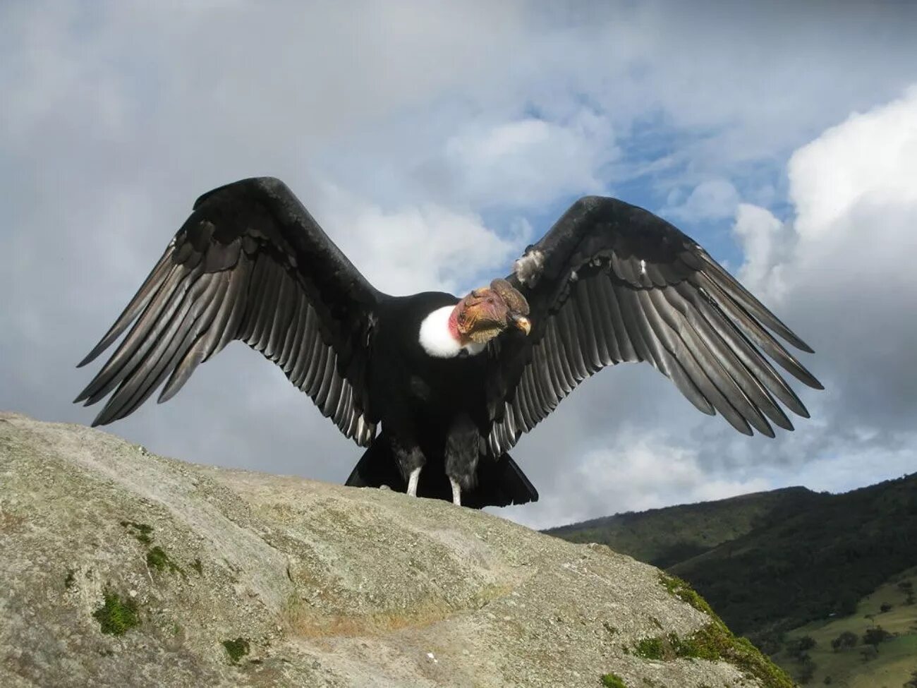 Самая большая птица на земле. Андский Кондор. Птица Андский Кондор. Андский Кондор размах крыльев. Андский Кондор с человеком.