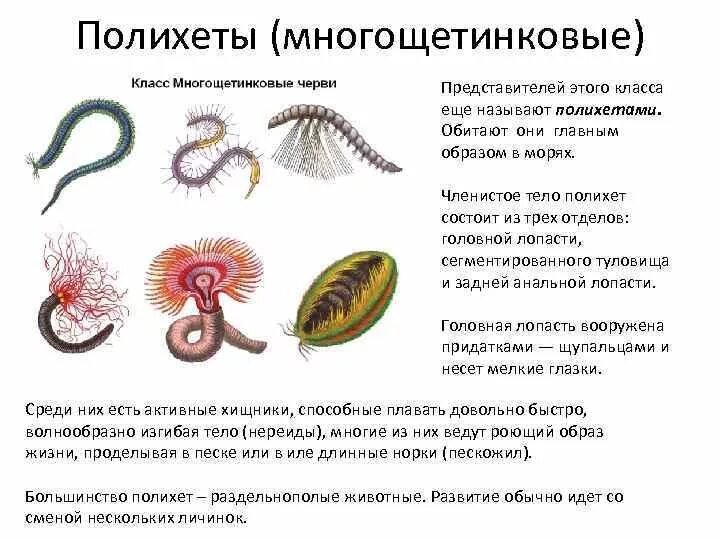 3 признака кольчатых червей. Полихеты черви представители. Многощетинковые кольчатые черви. Многощетинковые кольчатые черви представители. Представитель класса многощетинковых червей.