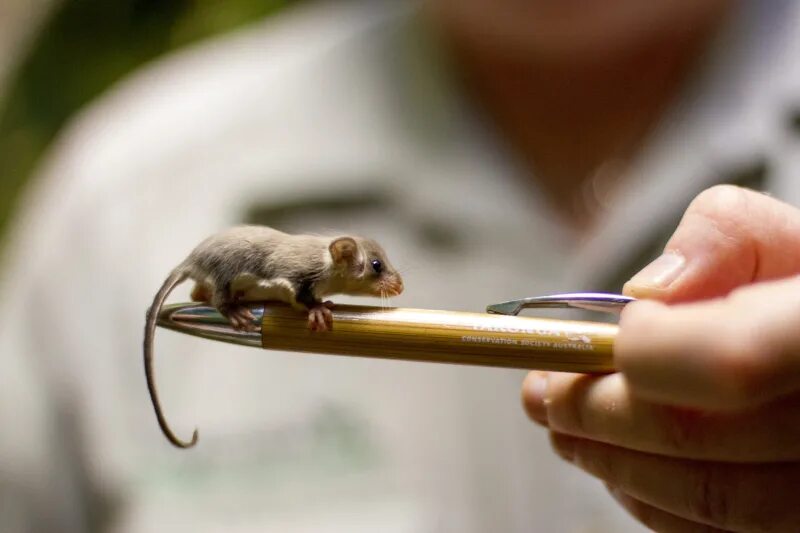 Самые маленькие животные. Карликовый поссум. Суслики. Австралийский карликовый поссум. Самые маленькие животные в мире.