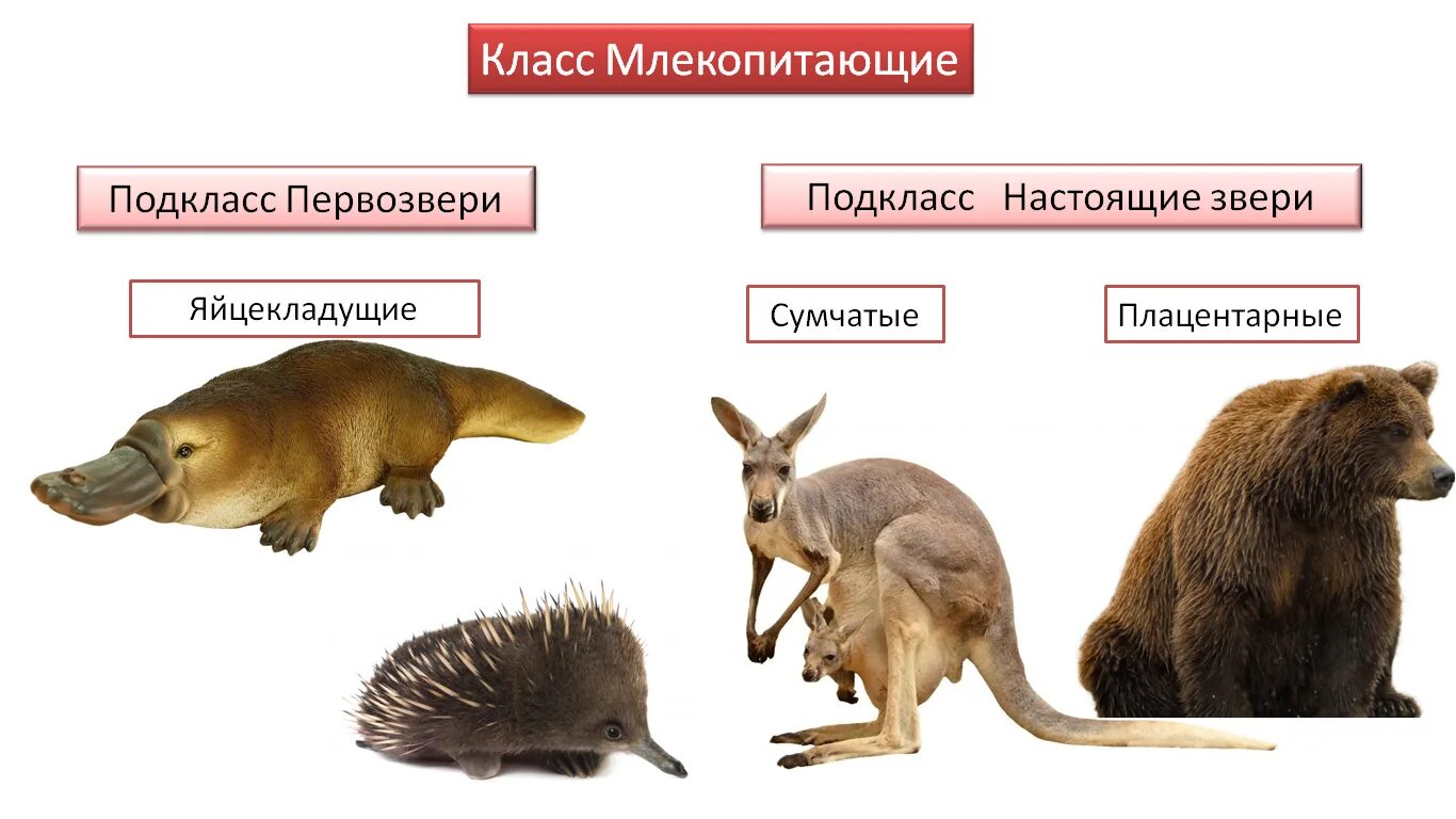 К какой группе относится млекопитающие. Класс млекопитающие подкласс Первозвери подкласс настоящие звери. Первозвери млекопитающих 7 класс. Первозвери сумчатые плацентарные. Плацентарные млекопитающи.