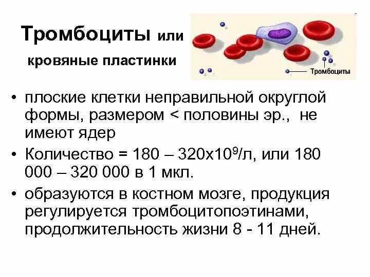 Количество в 1 литре крови. Тромбоциты норма функции. Содержание тромбоцитов в 1 мкл крови. Основные физиологические функции тромбоцитов. Норма тромбоцитов в периферической крови.