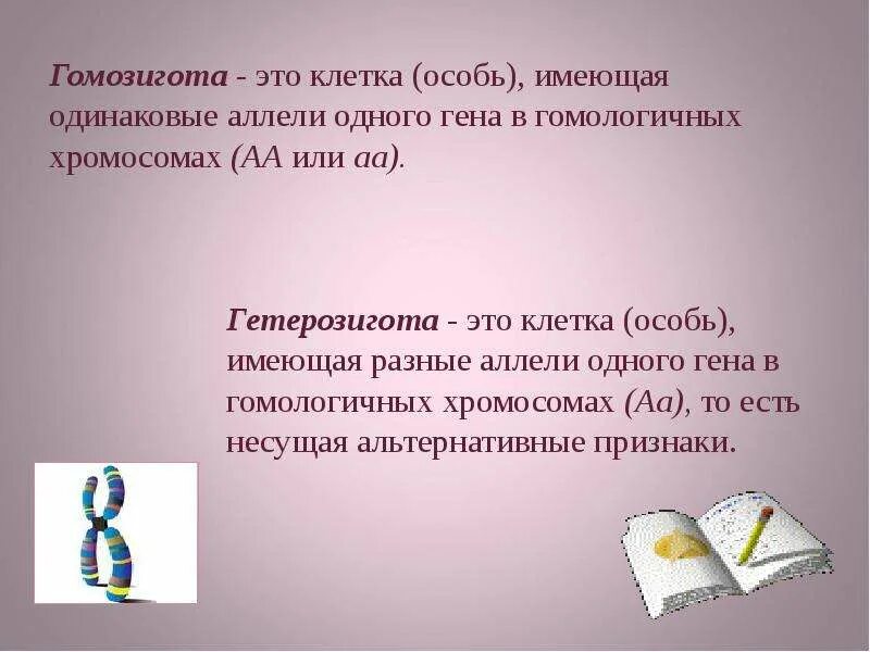 Гомозиготной особью можно. Гомозигота. Клетка особь имеющая одинаковые аллели одного Гена. Гомозигота и гетерозигота это. Гомозиготность это в биологии.