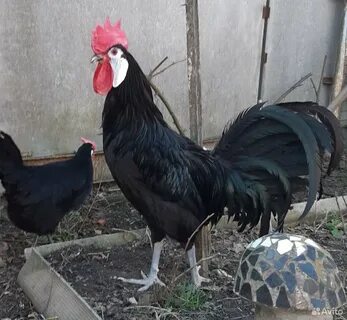 Испанка курица