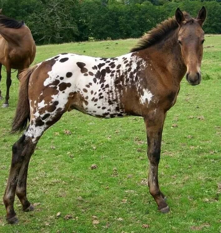 0 horses. Аппалуза чубарая. Аппалуза масть. Чепрачная Аппалуза. Чубарая масть.