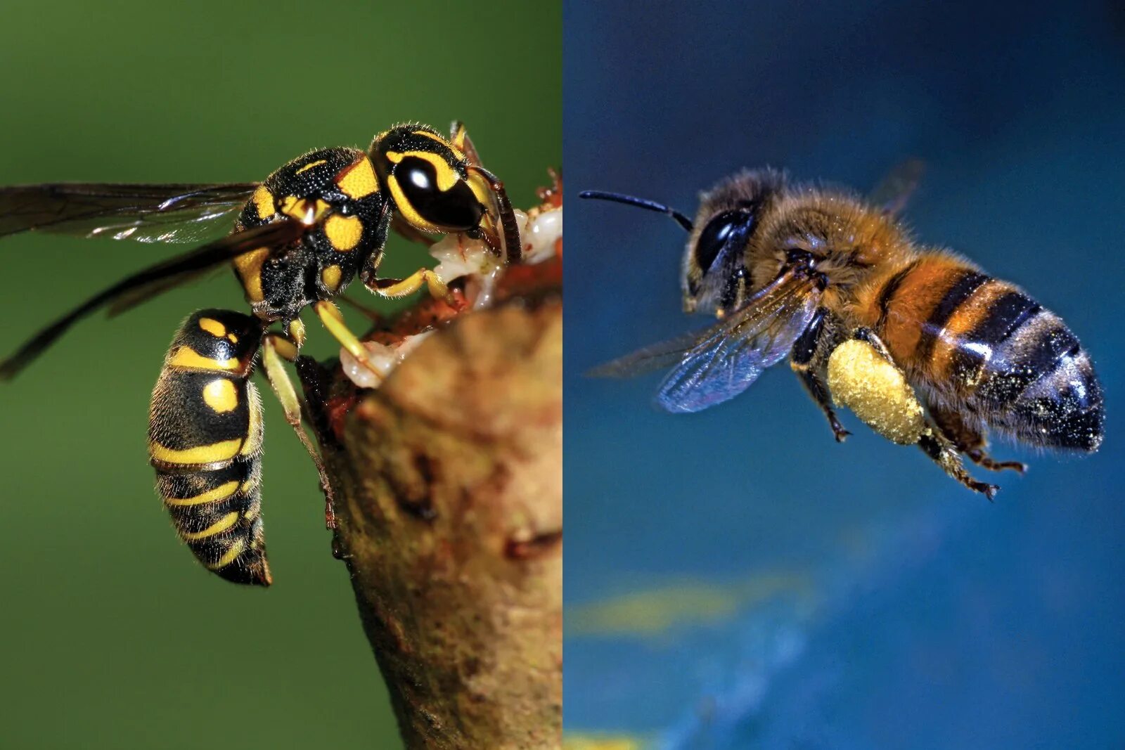 Шершень в природе. Пчела и Оса. Шмель пчела Оса Шершень. Оса пчела Шмель Шершень отличия. Медоносная пчела и Оса.