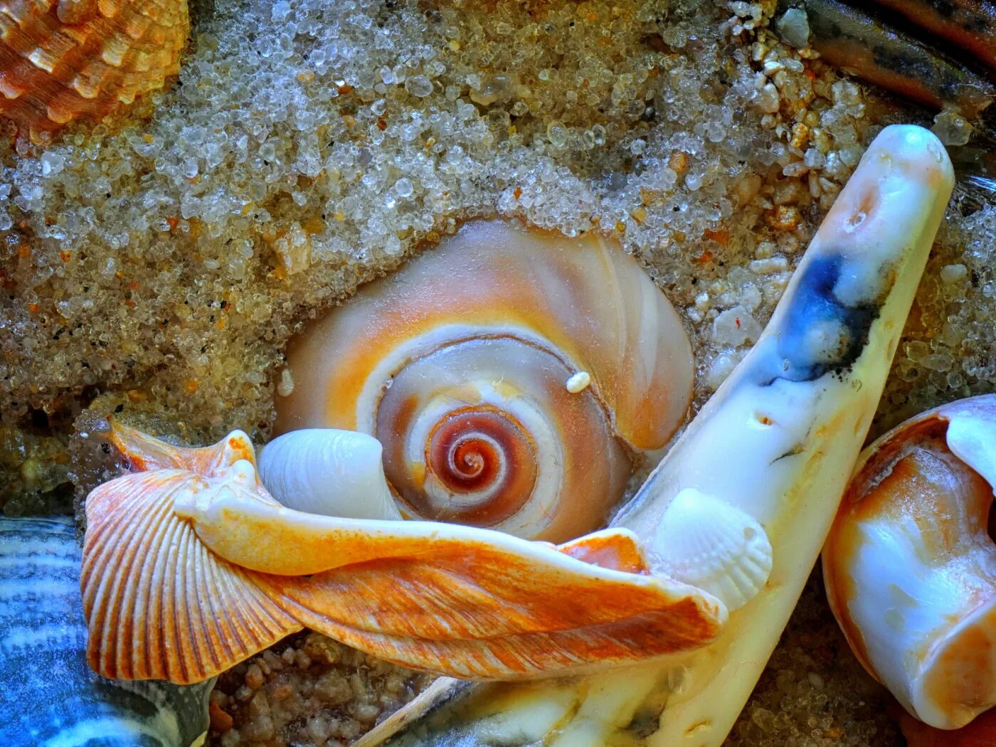 Раковина моллюска сканворд. Морская Жемчужница моллюск. Моллюск Акойя жемчуг. Мурексы моллюски. Моллюск без раковины в черном море.