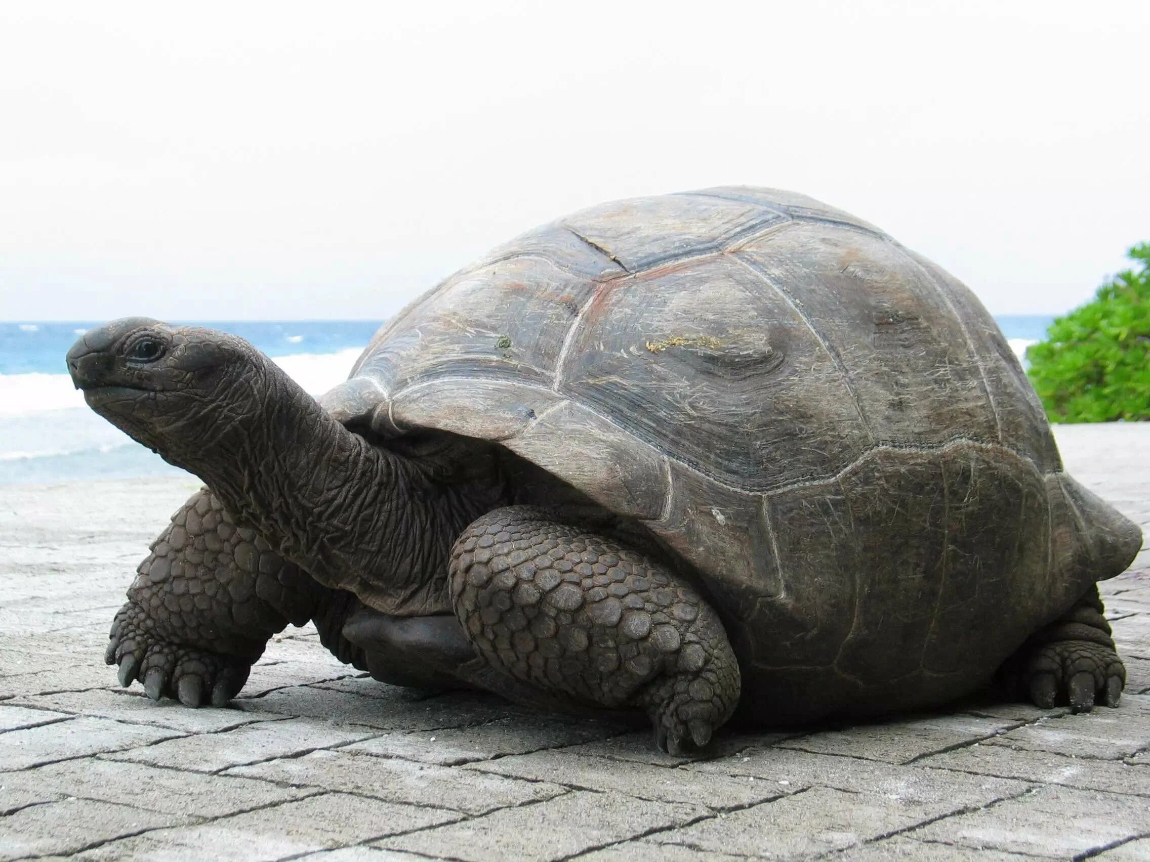 Гигантская черепаха Альдабра. Дермохелис черепаха. Галапагосская черепаха. Галапагосская гигантская черепаха. Купить большую картинку
