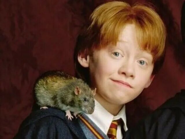 Рон уизли скабберс. Крыса рона. Сова рона уизли. Крыса рона уизли питер. Крыса питер петтигрю короста.