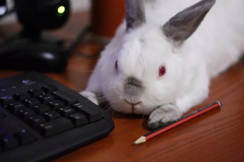 Компьютерный кролик. Кролик с компьютером. Заяц за компьютером. Офисный кролик.